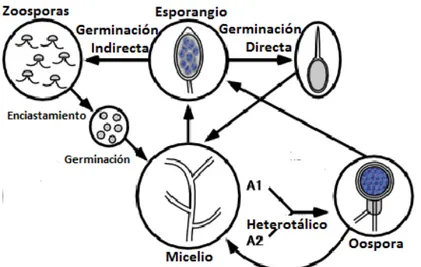 Figura 4. Planta de calabaza con síntomas de infección radicular por Phytophthora capsici