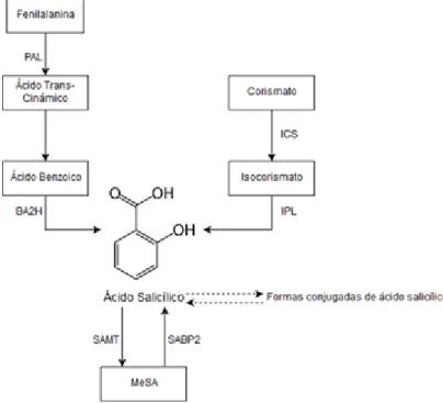 Figura 7. Esquema de las dos rutas biosintéticas del ácido salicílico. 