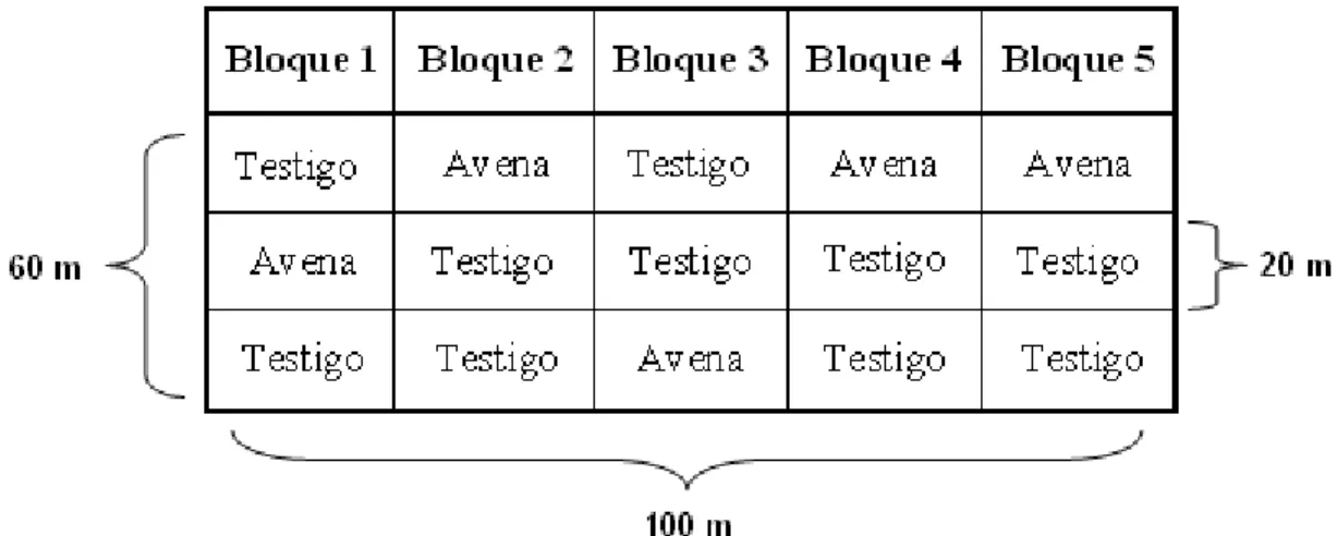 Figura  3:  Nuevo  diseño  de  los  bloques  resultante  de  que  no  emergiera  el  cultivo  de  sorgo