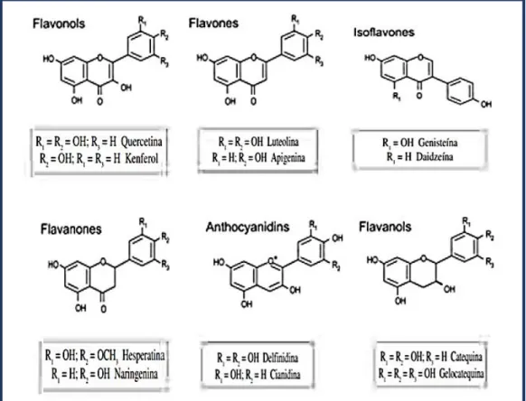 Figura 3-1: Clasificación de los flavonoides 