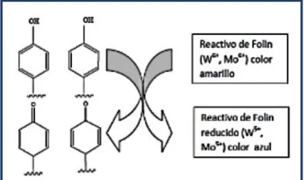 Figura 4-1: Fundamento de la reacción de Folin-Ciocalteu 