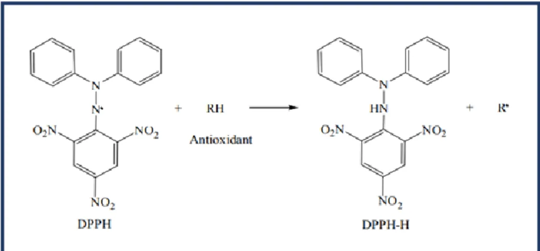 Figura 5-1: Conversión de radical libre DPPH a molécula DPPH-H en presencia  de antioxidante 