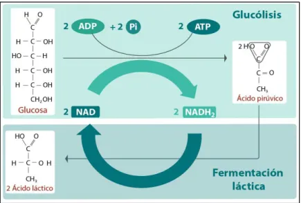 Figura 1-1: Proceso de fermentación láctica 