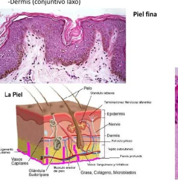 Gráfico 1.  Histología de la piel. 
