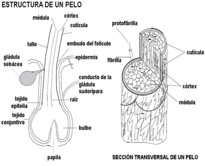 Gráfico 1.  Estructura del pelo 