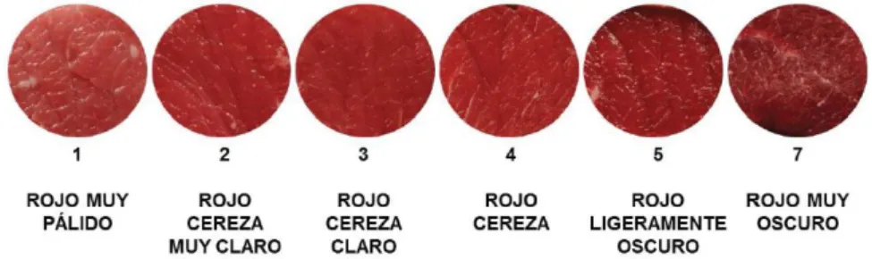 Figura 19-1: Textura de la carne 