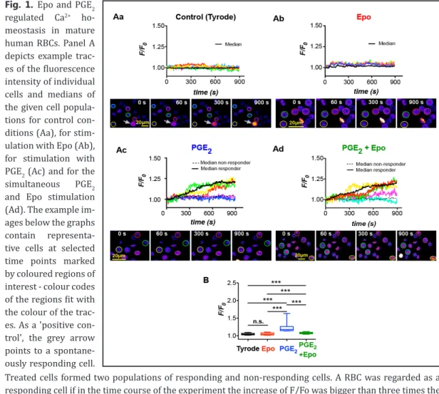 Figure 1 depicts fluorescence intensity traces, example images and a statistical analysis of  human RBCs challenged with Tyrode solution only or with addition of 5 nM Epo, 0.1 nM PGE 2 and both simultaneously, 1 min after the start of the imaging