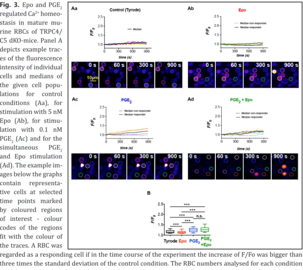 Table 1. Ca 2+  uptake targeted by Epo and PGE 2  in human and mouse erythroid precusors and mature  RBCs