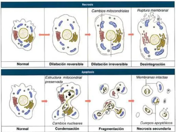 Figura N°1: Comparación entre Necrosis y Apoptosis celular. Fuente: http://retina.umh.es