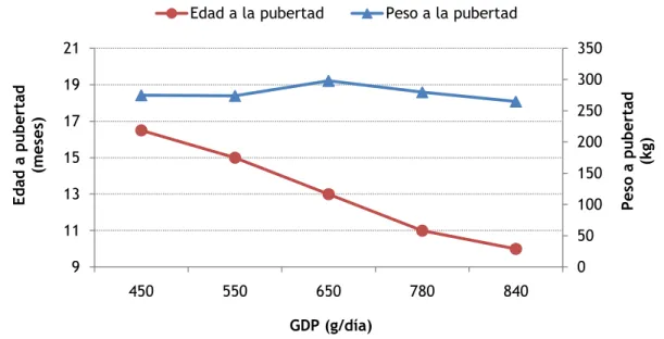 Gráfico  08.  Efecto  de  la  tasa  de  crecimiento  sobre  la  edad  y  peso  a  pubertad  determinada  como  el  primer  celo  observado  (adaptado  de  Sejrsen  y  Purup,  1997)