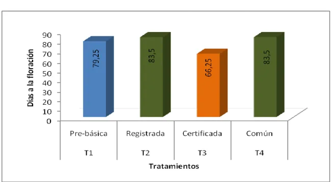 GRÁFICO 2. DÍAS A LA FLORACIÓN DE LA PLANTA DE PAPA 