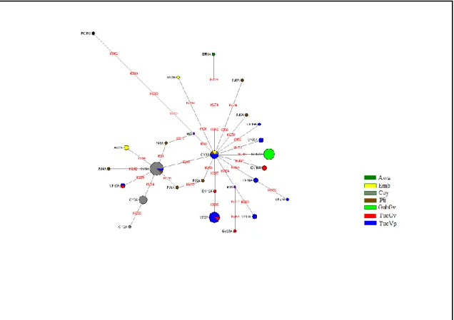 Figura 4. Median Joining Network haplotipos HVS-I pertenecientes al haplogrupo A muestras  Andes y Amazonía