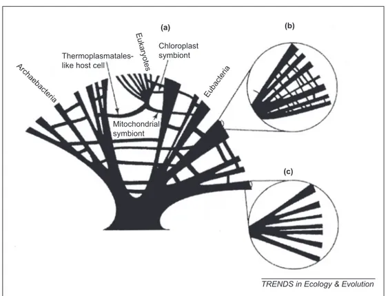Figure 5. James O. Mcinerney, James A. Cotton and Davide Pisani, “the Prokaryotic  tree of life: Past, Present ..