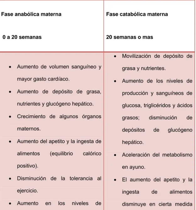 Tabla N° 01 RESUMEN DE FASES ANABÓLICAS Y CATABÓLICAS DEL  EMBARAZO. 