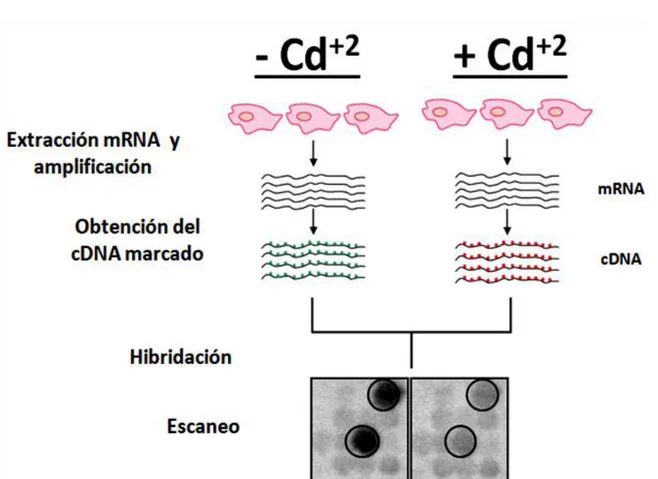 Figura 1. Esquema de la técnica de microarrays (modificado de Trevino et al., 2007) 