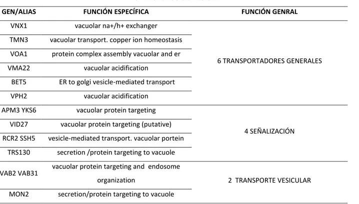 Tabla 9. Genes relacionados con la vacuola que disminuyen su expresión Cd +2  en K. lactis