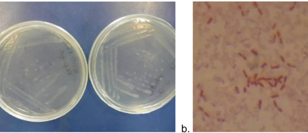 Figura 3. a. Aislamiento de Azotobacter spp en medio semi-solido b. microscopio 1000x (Aguero  M., 2009)