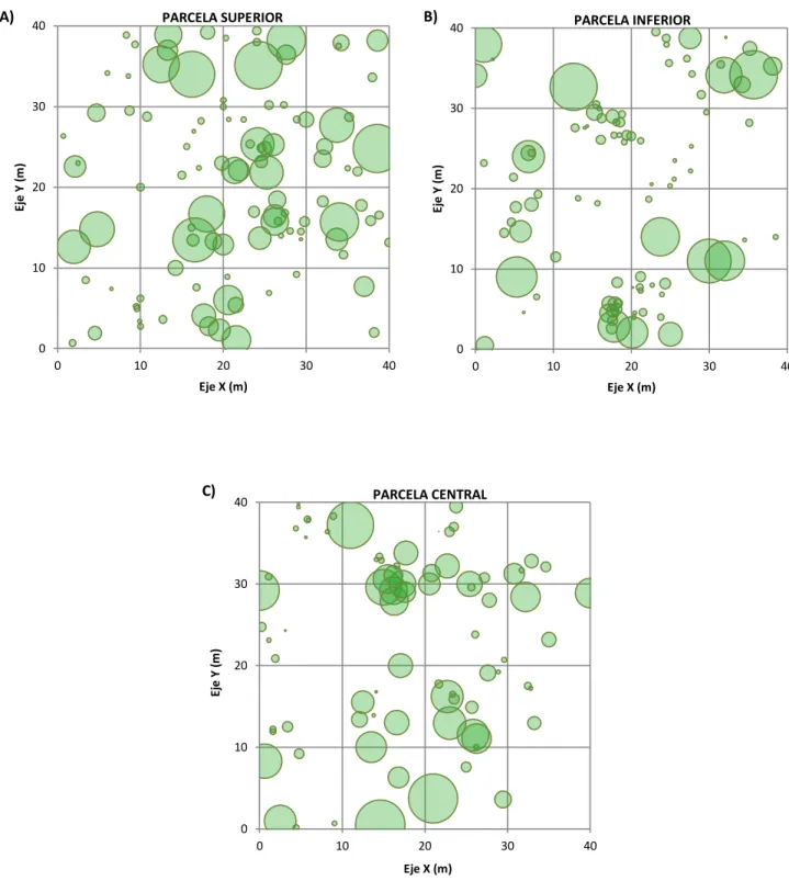 Figura 4. Ubicación y cobertura de copas de árboles (adultos y juveniles) de Polylepis rugulosa, contabilizados en tres parcelas  establecidas en el bosque relicto de Huachuy, Toro