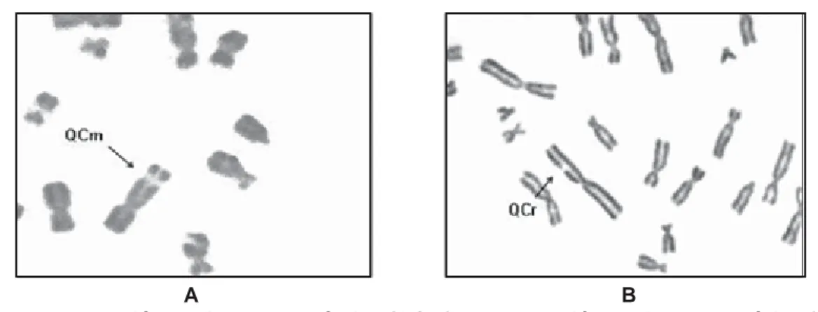 Foto 2. A. Aberración de tipo cromosómico (QCm). B. Aberración de tipo cromatídico (Qcr).