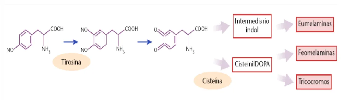 Figura 3.1: Síntesis de las melaninas 