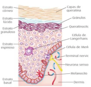 Figura 4-1. Capas de la epidermis 