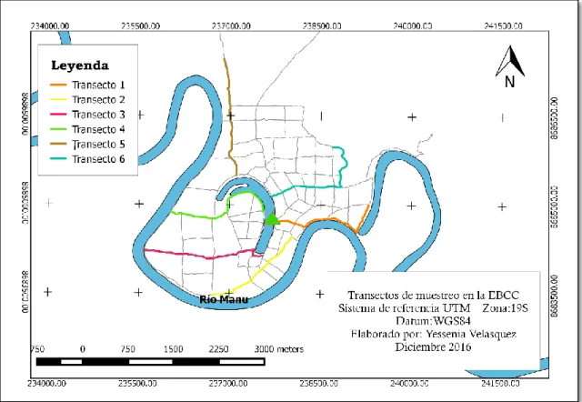 Figura 3: Transectos de muestreo en la Estación Biológica Cocha Cashu (EBCC). 