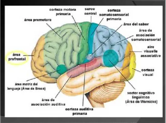 Figura 4. Áreas funcionales de la corteza cerebral.