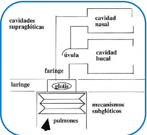 Figura 5. Representación del aparato fonador.