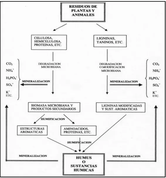 Figura N° 1.5 : Mineralización y humificación de la materia orgánica  Fuente: Rodríguez, F