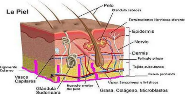 Figura 2.  Epidermis de la piel animal. 