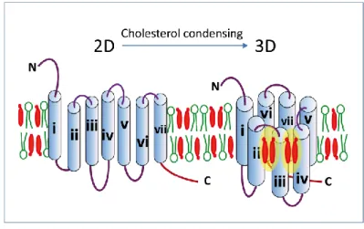 Figure 3. Possible condensing effect of cholesterol on a GPCR. 