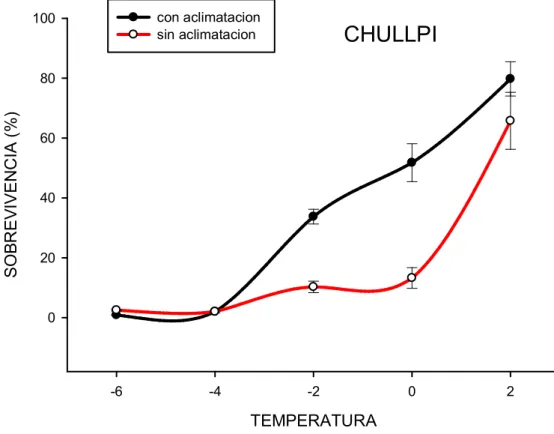 Figura  3.  Sobrevivencia  relativa  de  callos  de  maíz  de  la  variedad  Chullpi  con  aclimatación y sin aclimatación  a la baja temperatura