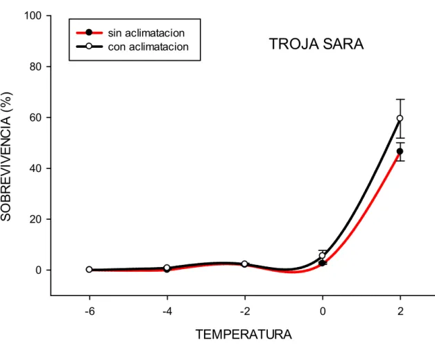 Figura 4.  Sobrevivencia  relativa de callos de  maíz de la variedad Troja Sara  con  aclimatación y sin aclimatación a la baja temperatura