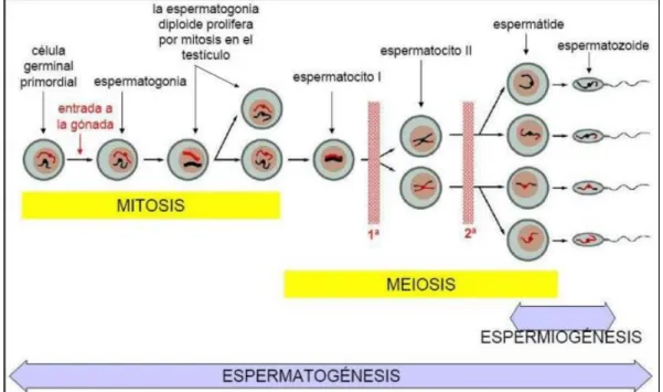 Gráfico 1. Proceso de la Espermatogénesis. 