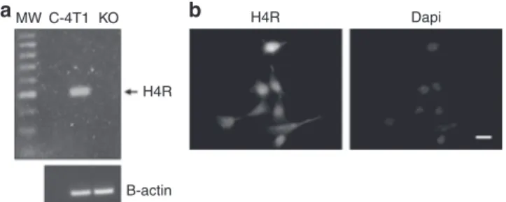 Fig. 1 H4R expression was evaluated in 4T1 cells by RT-PCR (a) and immunostaining (b)