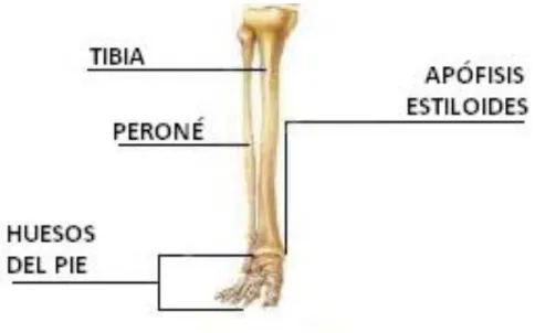 Figura 7-1. Partes de la pierna y el pie 