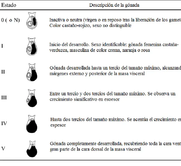 Ilustración  2.  Imagen  extraída  de  Ribeiro  et  al.  (2009).  Descripción  de  los  estadios  gonadales  y  diferenciación de sexo en función del tamaño de la gónada y su color respectivamente