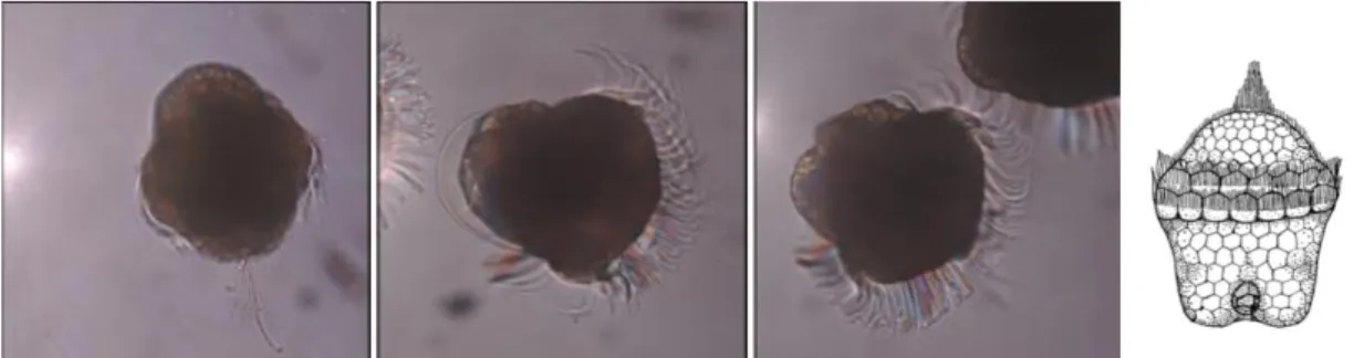 Ilustración  3.  Visión  al  microscopio  de  larvas  trocófora  (tres  primeras  imágenes;  Guallart  et  al.,  2010) y representación de dicho estadio larvario (cuarta imagen; Smith, 1935)