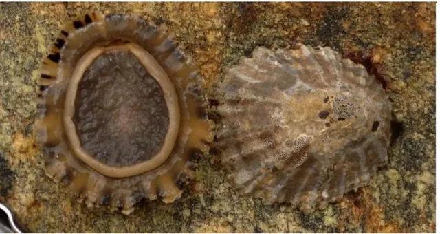 Ilustración 1. Fotografía de dos ejemplares de Patella depressa donde se pueden observar los cilios y  el  pie  negro  (en  el  individuo  de  la  izquierda,  es  el  color  más  común)  y  la  morfología  externa  de  la  concha (individuo de la derecha)