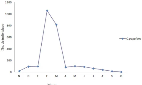 Figura 3. Fluctuación poblacional de C. papulans en trampas de alcohol en el Jardín Botánico José Narciso  Rovirosa (JBU)