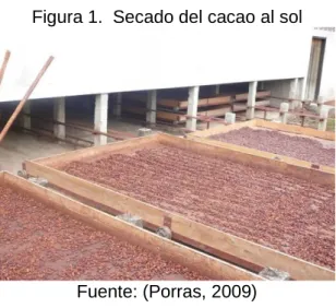 Figura 1.  Secado del cacao al sol 