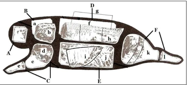 Figura 2.1. Cortes mayores y menores de la canal porcina 