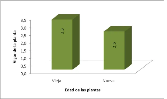 GRÁFICO 3. VIGOR DE LAS PLANTAS REFERENTE A LA EDAD DE LA PLANTA  (FACTOR B). 