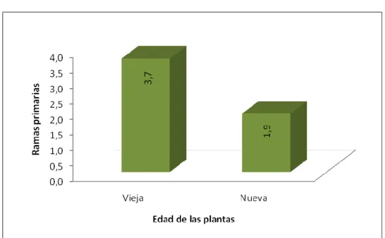 CUADRO  13.    PRUEBA  DE  TUKEY  AL  5%  PARA  NÚMERO  DE  RAMAS  PRIMARIAS EN EL FACTOR B (EDAD DE LA PLANTA)