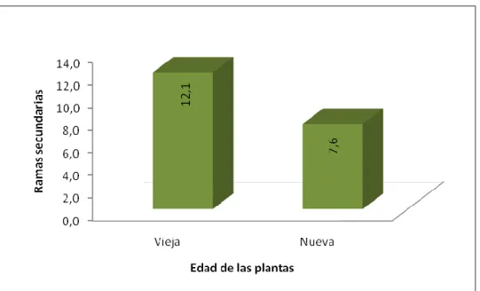 GRÁFICO 6. NÚMERO DE RAMAS SECUNDARIAS REFERENTE A LA EDAD DE  LA PLANTA (FACTOR B). 