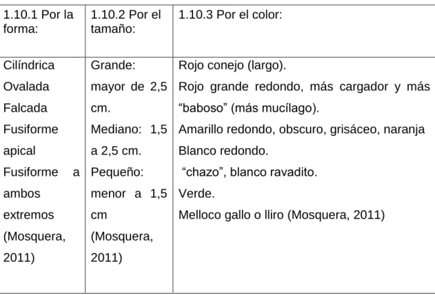 Cuadro 2. Clasificación del melloco: 
