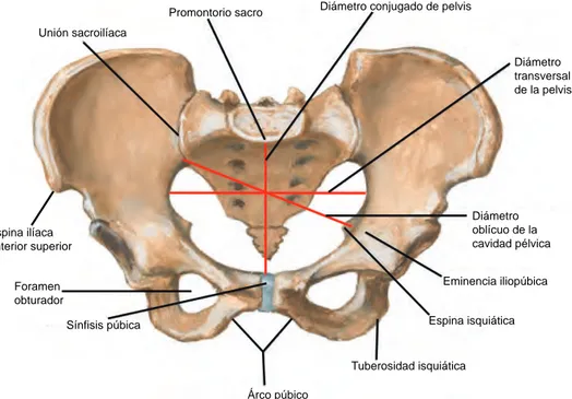 Figura 2.3. Pelvis femenina. Se observa el diámetro transverso, el diámetro oblicuo, el  diámetro bi-isquiático