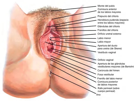 Figura 2.8. Los genitales externos femeninos. (Tomado de: Netter Frank, Machado C. 