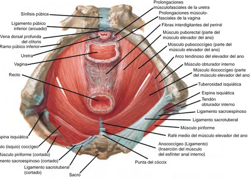Figura 2.12. El periné y los músculos que lo conforman, vista inferior. (Tomado de: Net- Net-ter Frank, Machado C