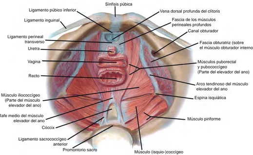 Figura 2.13. El periné y los músculos que lo conforman, vista superior. (Tomado de: Net- Net-ter Frank, Machado C